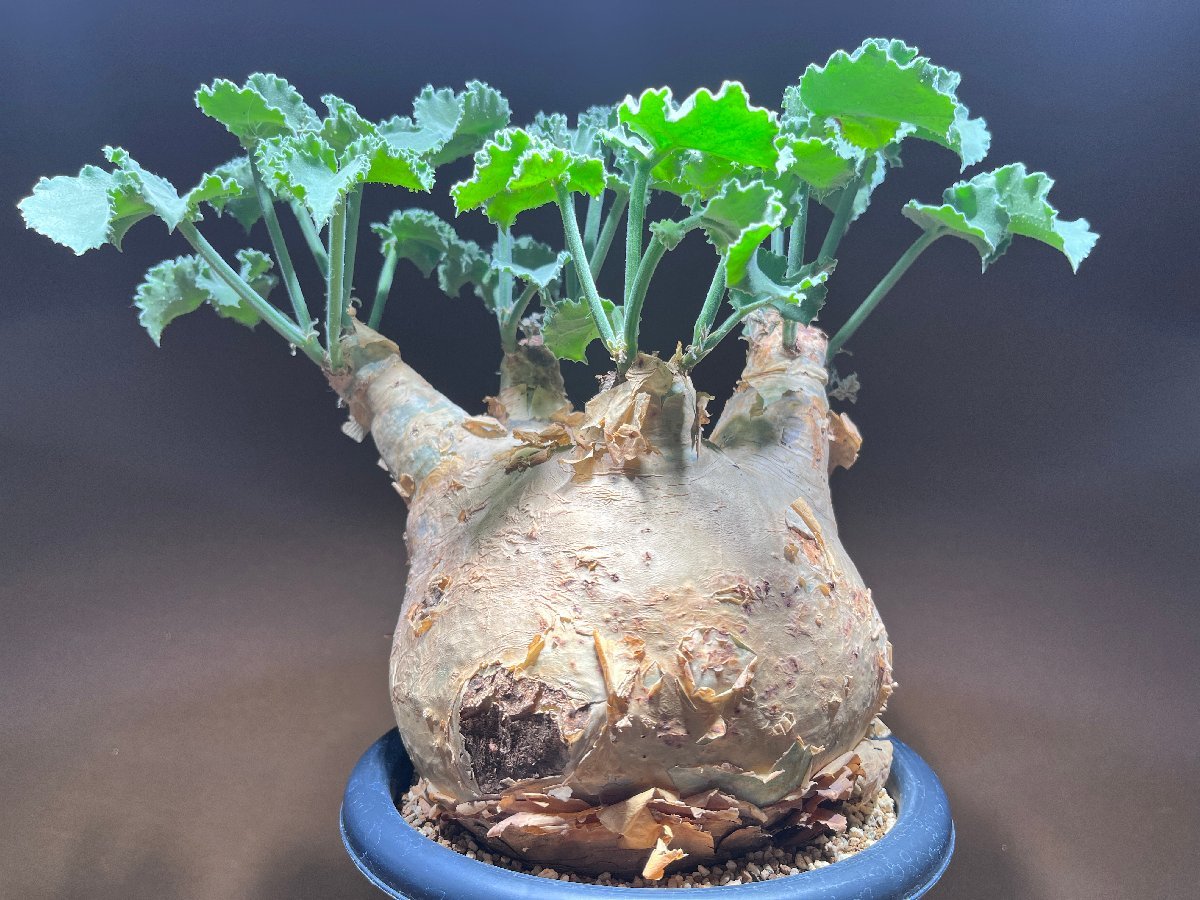 最安値挑戦 発根済株① Cyphostemma uter var. macropus