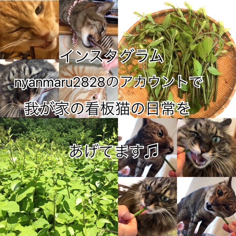 ☆即決です!!☆またたびセット♪☆葉の粉末＋乾燥木１０本☆信州産☆_画像3