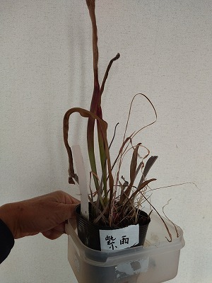 食虫植物 サラセニア 紫雨 １芽