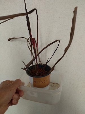 食虫植物　サラセニア　レウコフィラ　ルビージョイス　小２芽　　　_画像2