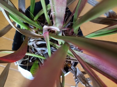 食虫植物　サラセニア　レウコフィラ　実生系　６芽_画像3