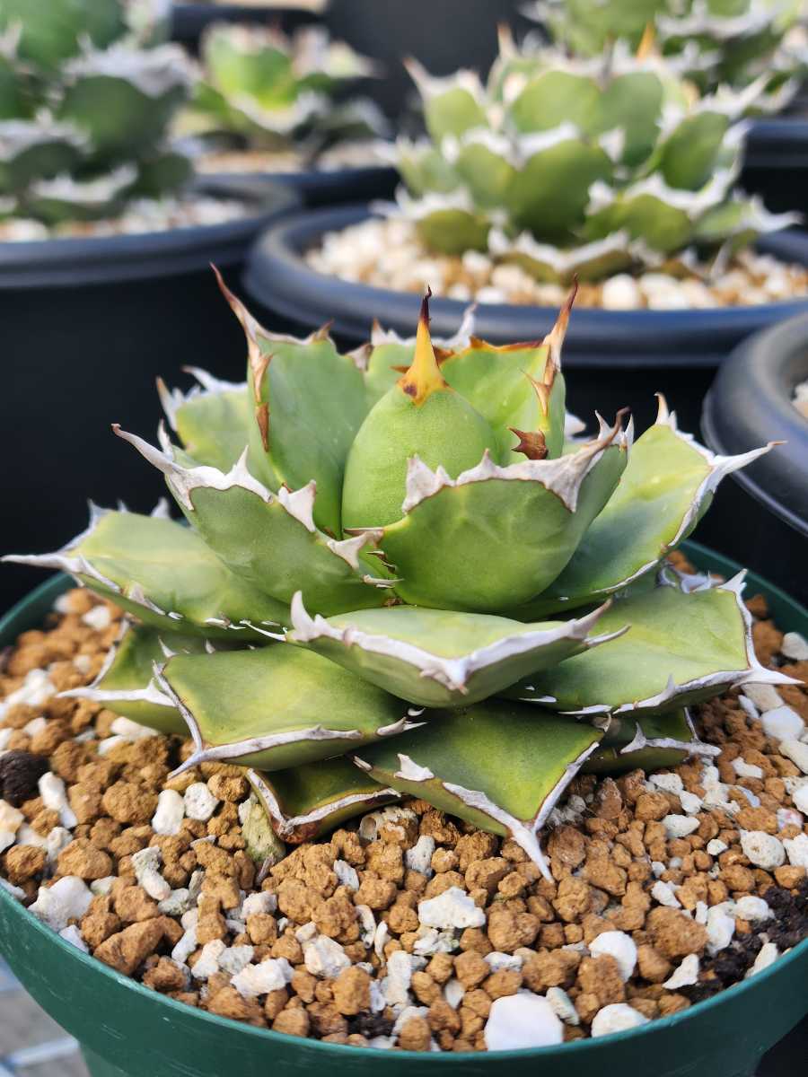 Agave titanota Emperor 皇帝 極美球 現物出品 【crazyshop 煙