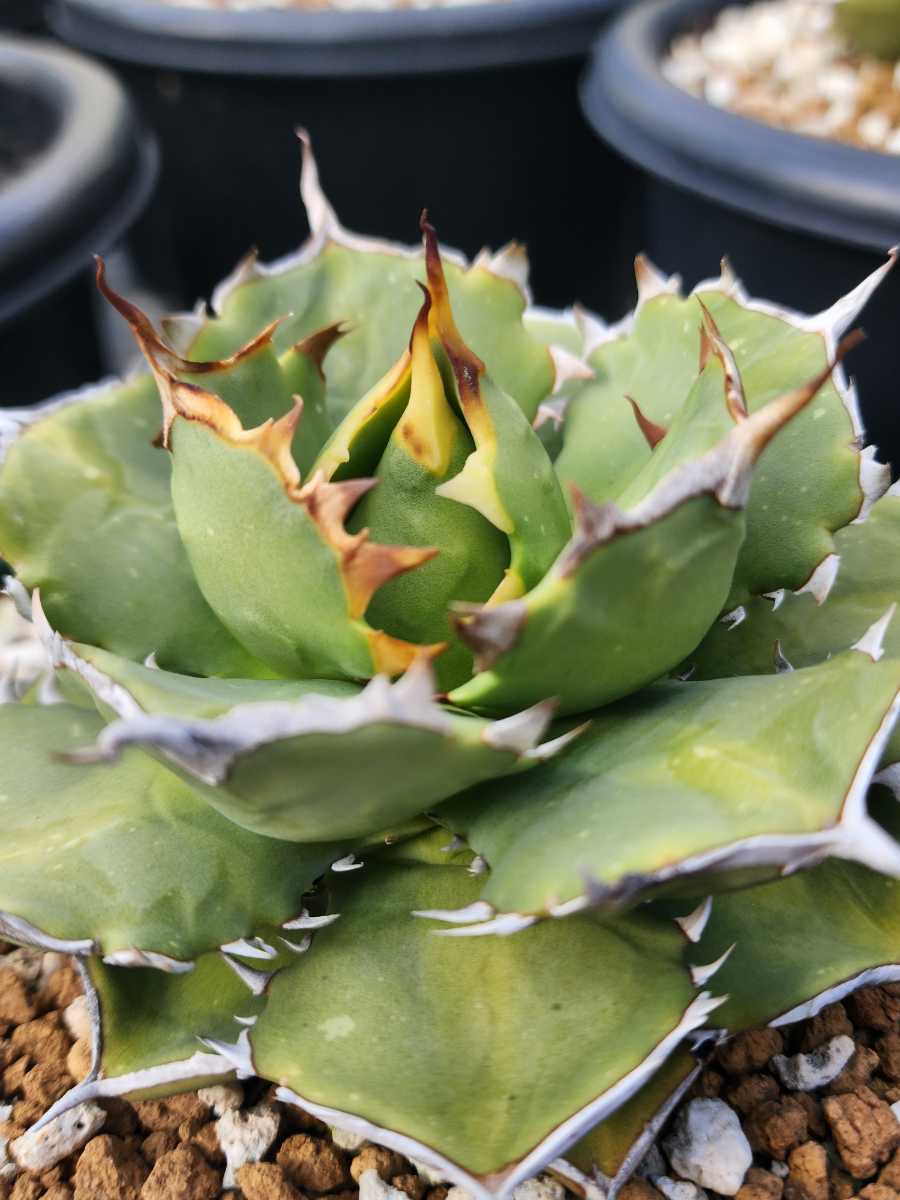Agave titanota Emperor 皇帝 極美球 現物出品 【crazyshop 煙