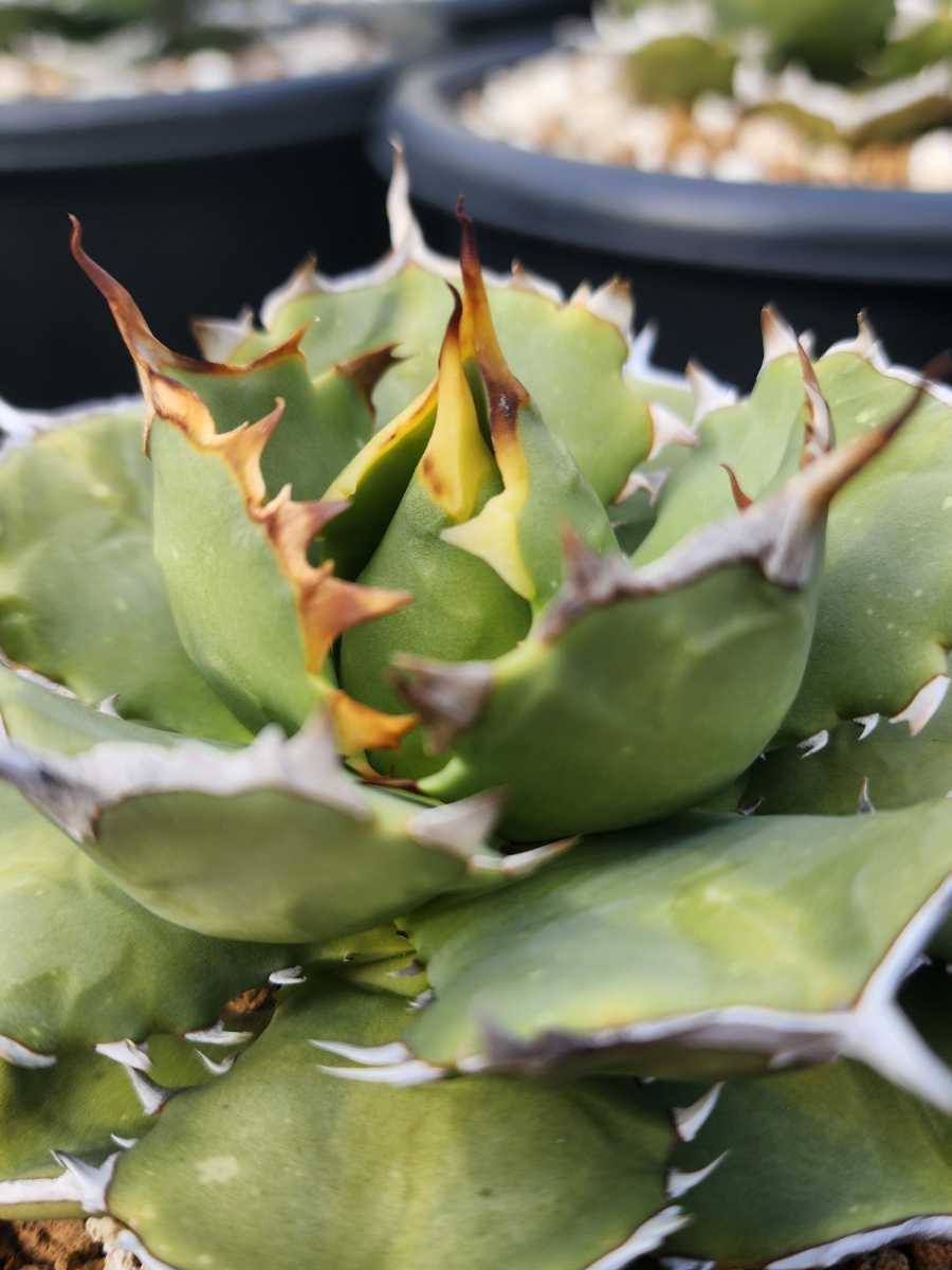 Agave titanota Emperor 皇帝 極美球 現物出品 【crazyshop 煙