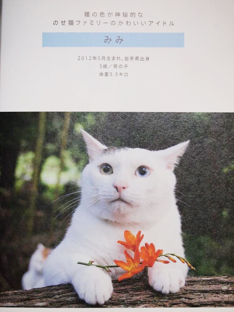 ヤフオク のせ猫 プレミアム Shironeko 写真集 宝島社