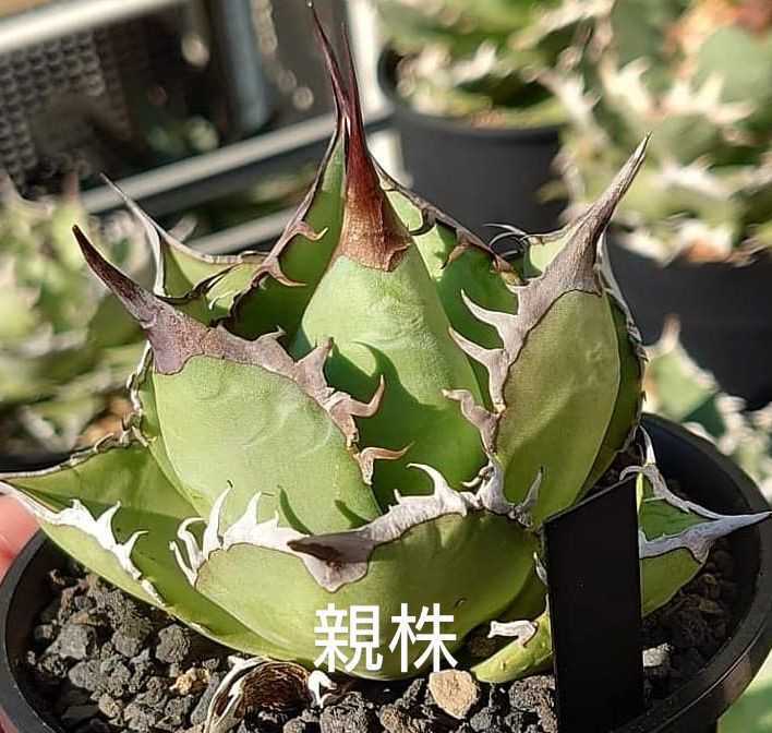 安い取扱店」 アガベ チタノタ 熊猫 親株 www.arfaetha.jp
