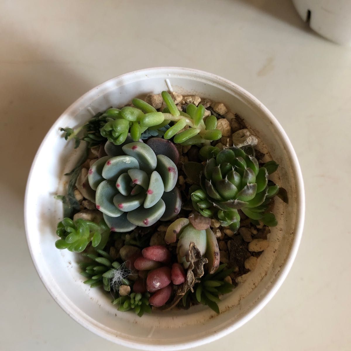 多肉植物 寄せ植え 2♩°* - 通販 - casalgarcia.com.br