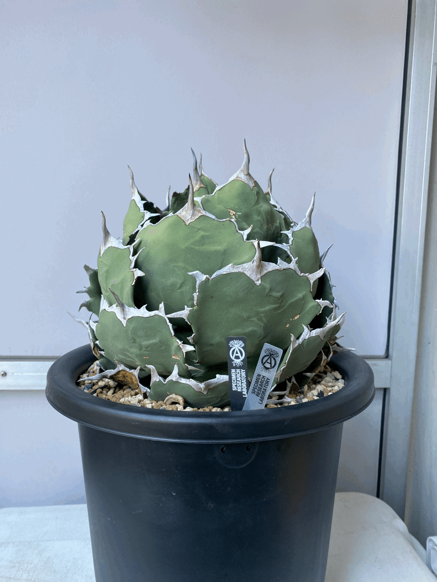 標本 アガベ チタノタ 海豹 アザラシ ボールタイプ Agave titanota