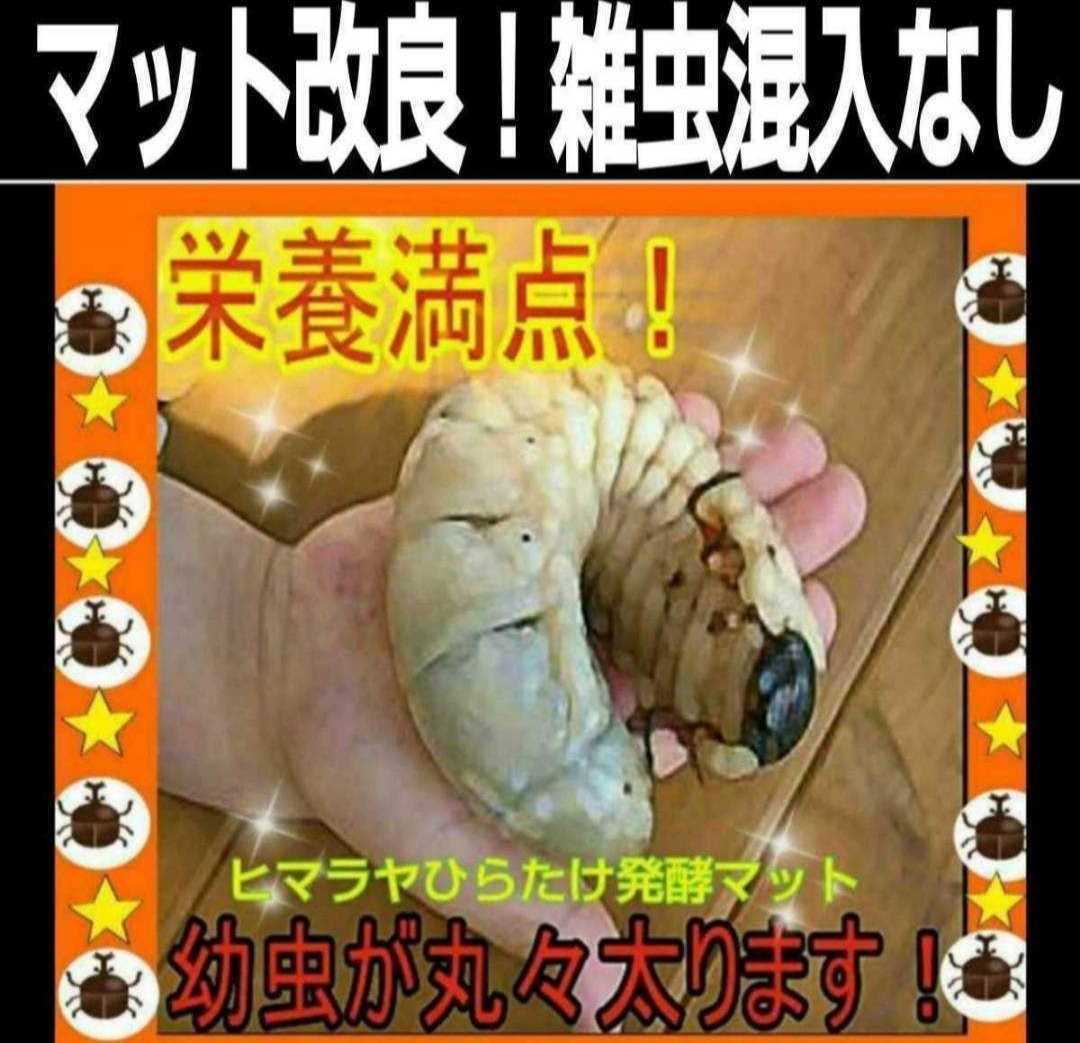 カブトムシ幼虫が丸々太ります! 改良版☆発酵マット 完全室内製造