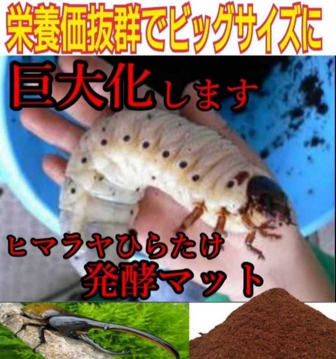 カブトムシ幼虫専用 改良版☆雑虫が全く湧きません! ヒマラヤひらたけ