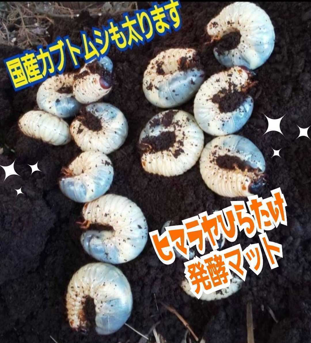 カブトムシ幼虫が丸々太ります! 改良版☆発酵マット 完全室内製造