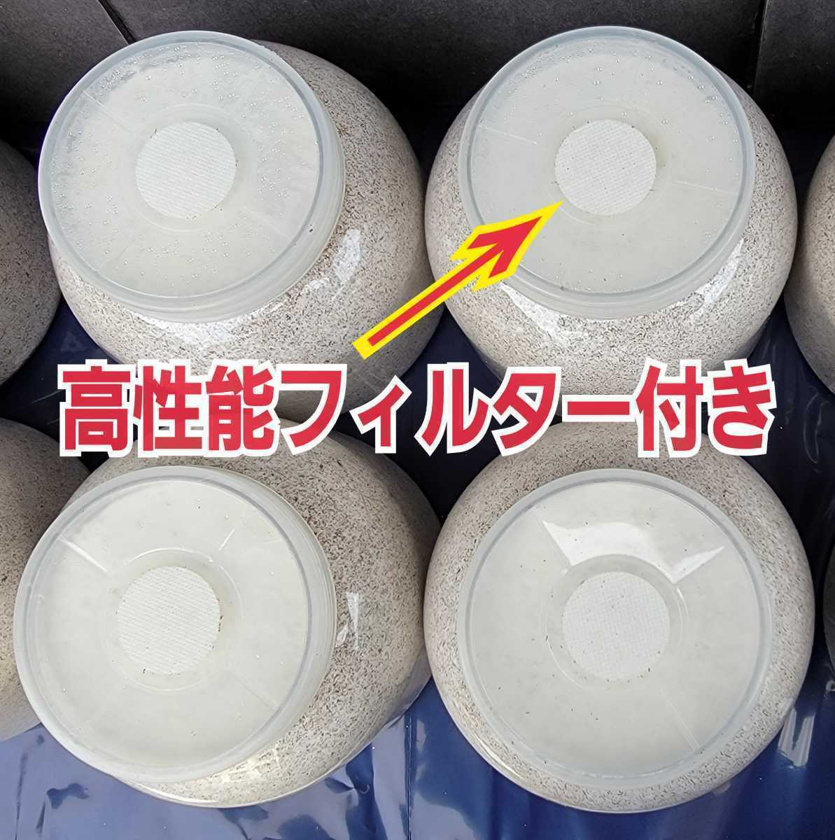 ギネス狙いに！超ビック2300ml☆特選ヒマラヤひらたけ菌糸瓶【4本】大型クワガタ羽化専用☆トレハロース・キトサン、ローヤルゼリー強化！_画像9