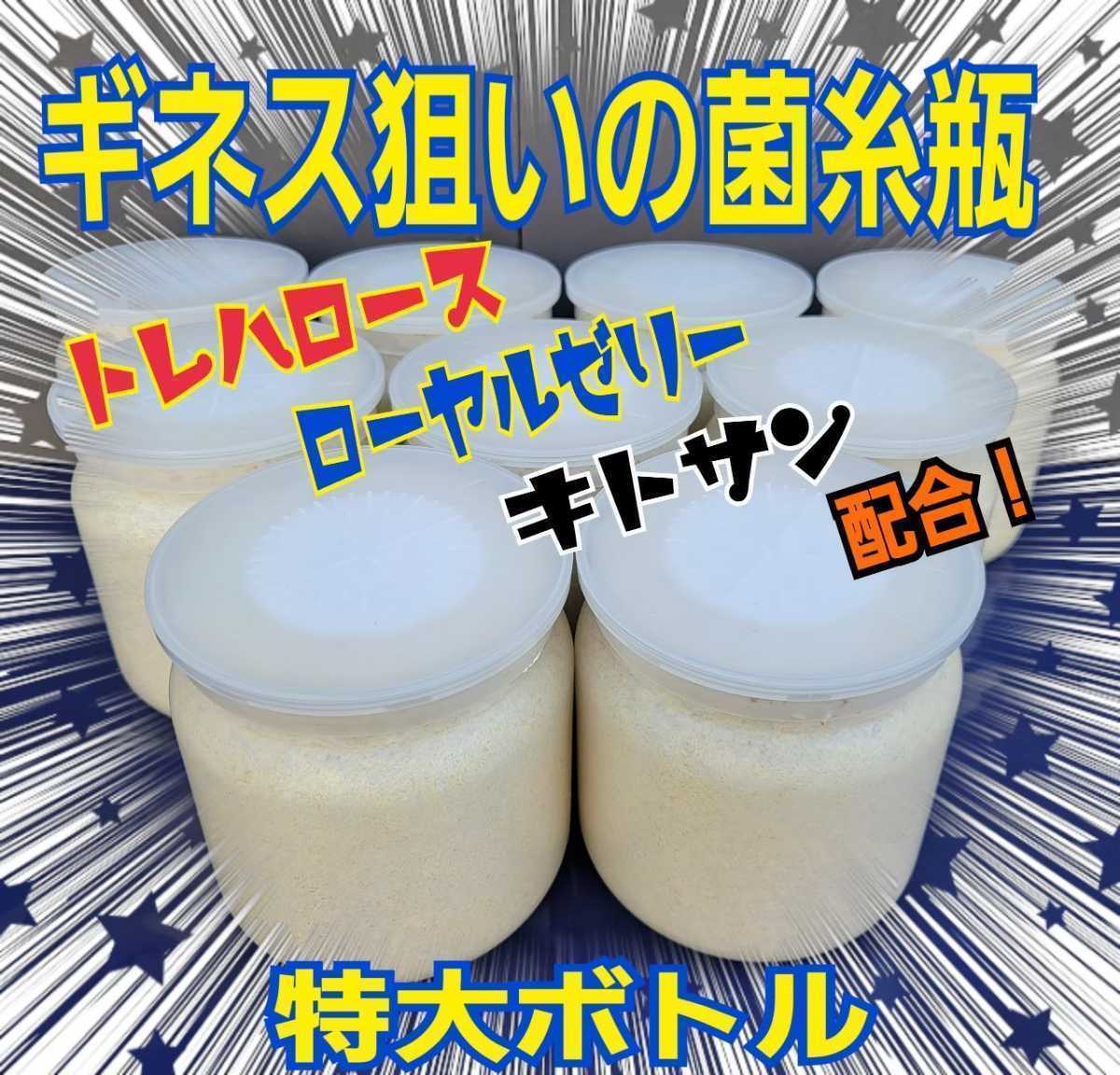 極上！ヒマラヤひらたけ菌糸瓶　トレハロース・キトサン強化配合！国産オオクワガタ85ミリアップ羽化連発！　ヒラタ・ギラファにも抜群です_画像2