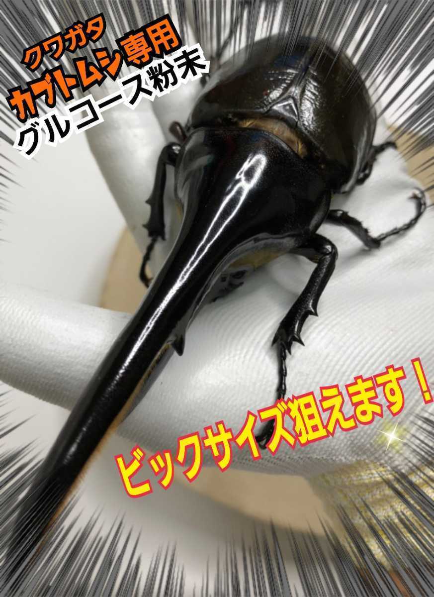  stag beetle * rhinoceros beetle exclusive use nutrition source gru course powder size up, production egg number up, length . exceptionally effective! mat .. thread * jelly .... only.!