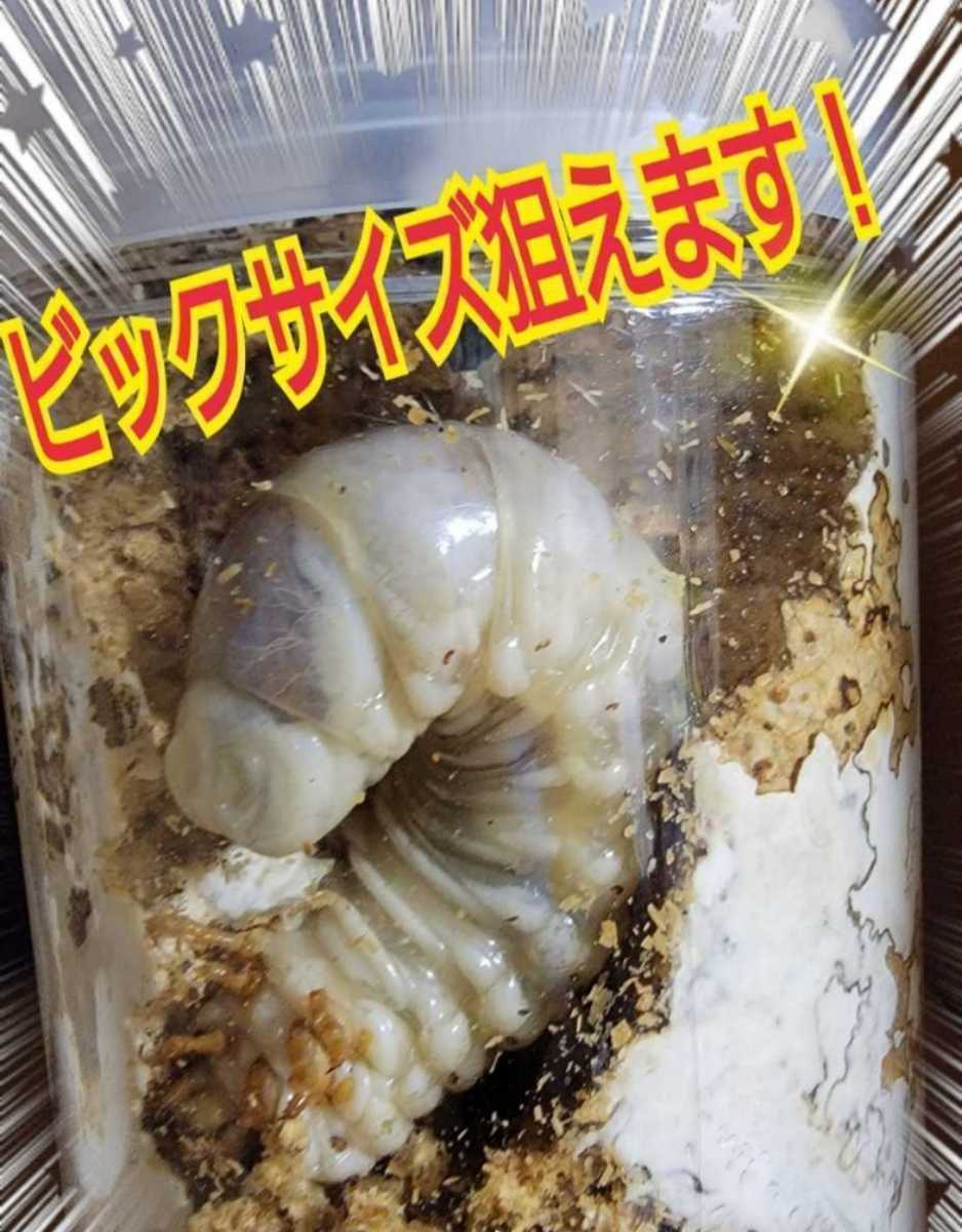 極上！ヒマラヤひらたけ菌糸瓶　トレハロース・キトサン強化配合！国産オオクワガタ85ミリアップ羽化連発！　ヒラタ・ギラファにも抜群です_画像8