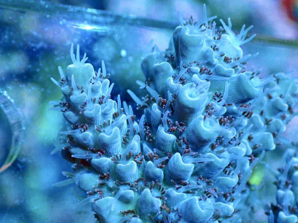 cluster size【UCA Acropora Delfuego polyp two-tone】色揚げ個体 Urtra Coral Australia オーストラリア産 ミドリイシの画像3