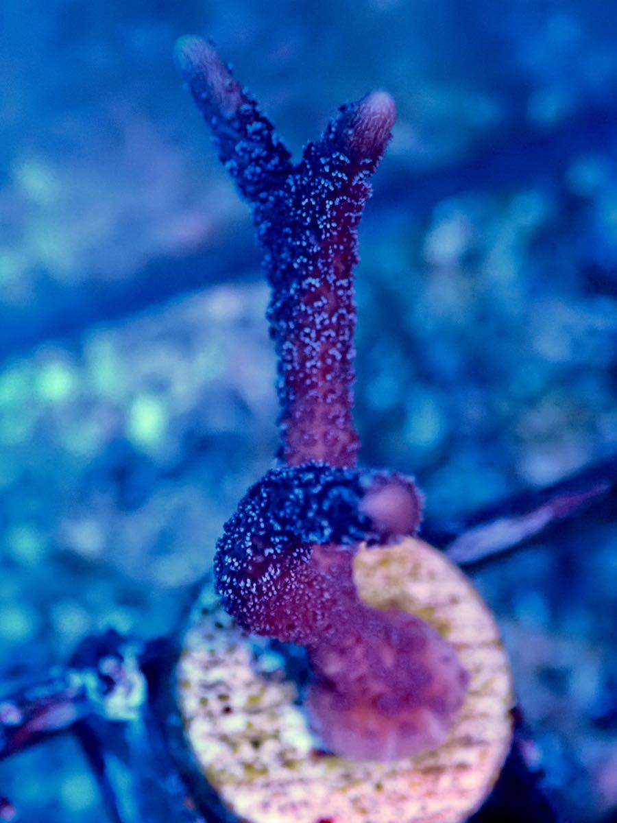 レア ネームド個体【CE Acropora Digitata Blue 】色揚げ個体 Coralessentials ネームド個体 オーストラリア産サンゴの画像1