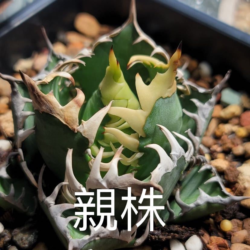 9 多肉植物アガベ・チタノタ・レッドキャットウィーズル/赤猫 極上大