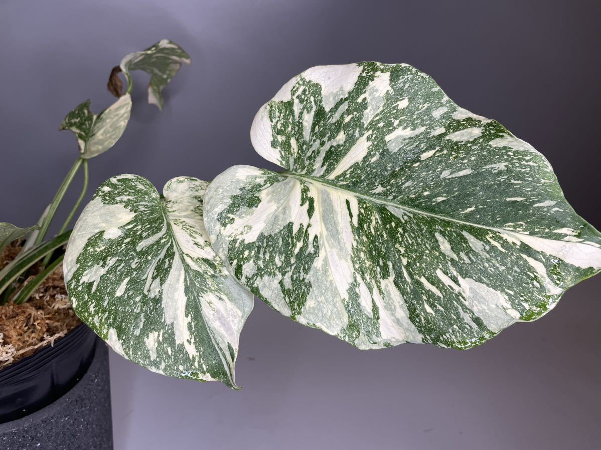Yahoo!オークション - レア Monstera Deliciosa Thai Yahoo!オークション - レア Monstera Deliciosa Thai