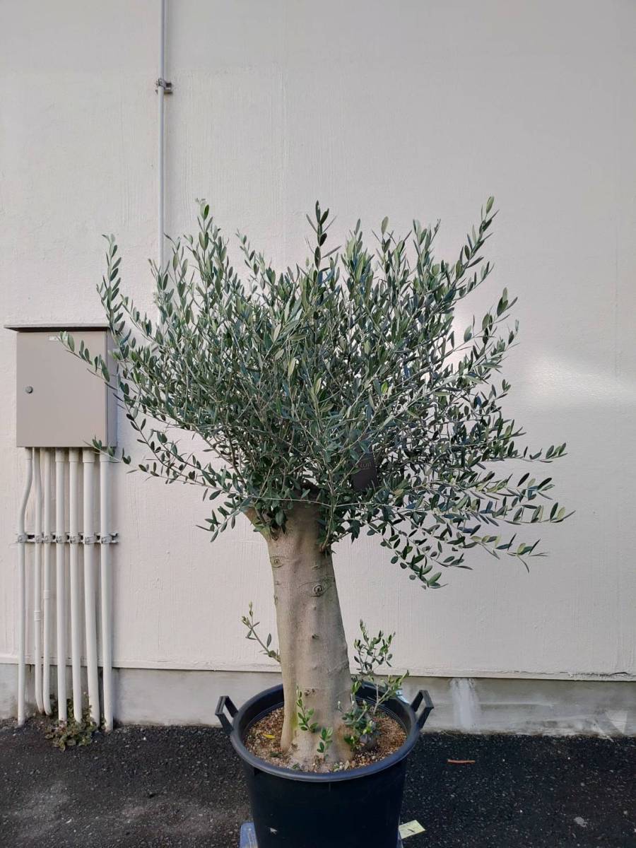 名古屋市引取/近隣配送要相談】極太オリーブ 樹形抜群 オリーブ 名古屋市引取/近隣配送要相談】極太オリーブ 樹形抜群 オリーブ