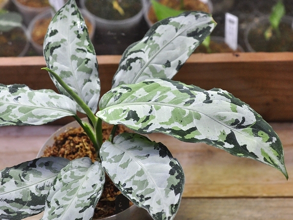 アグラオネマピクタム LA便 LA0913-1SS aglaonema Yahoo!オークション - アグラオネマ ピクタム LA便【LA0913-1ss