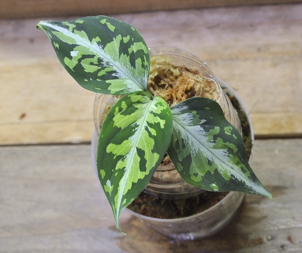 LA便〉aglaonema pictum【LA0514-03】中株 インテリア小物 植物/観葉