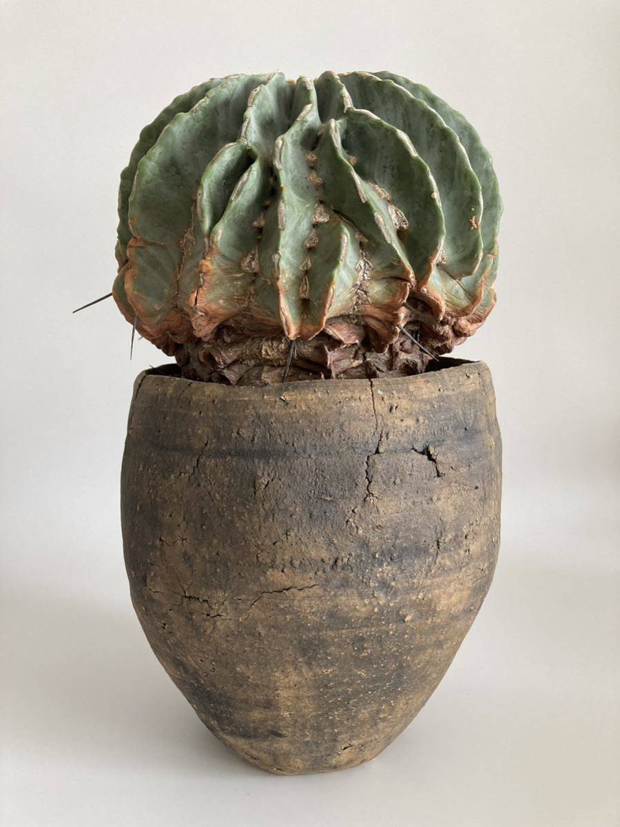 サボテン 刺無王冠竜 綴化 × 寒川義雄 Ferocactus glaucescens f. 王冠