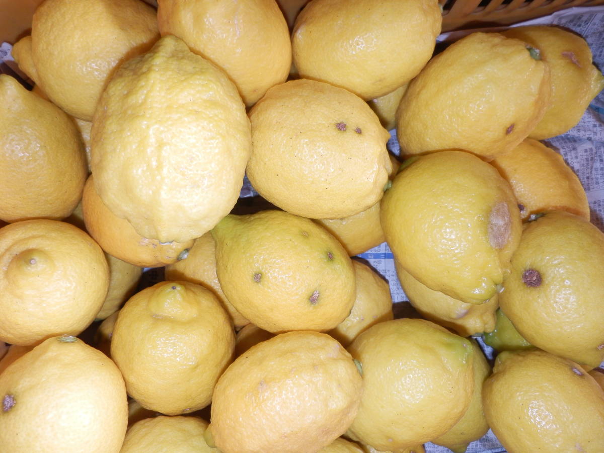 小田原産★無農薬レモンB級品 5kg