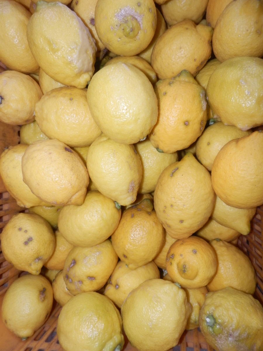 小田原産★無農薬レモンB級品 5kg