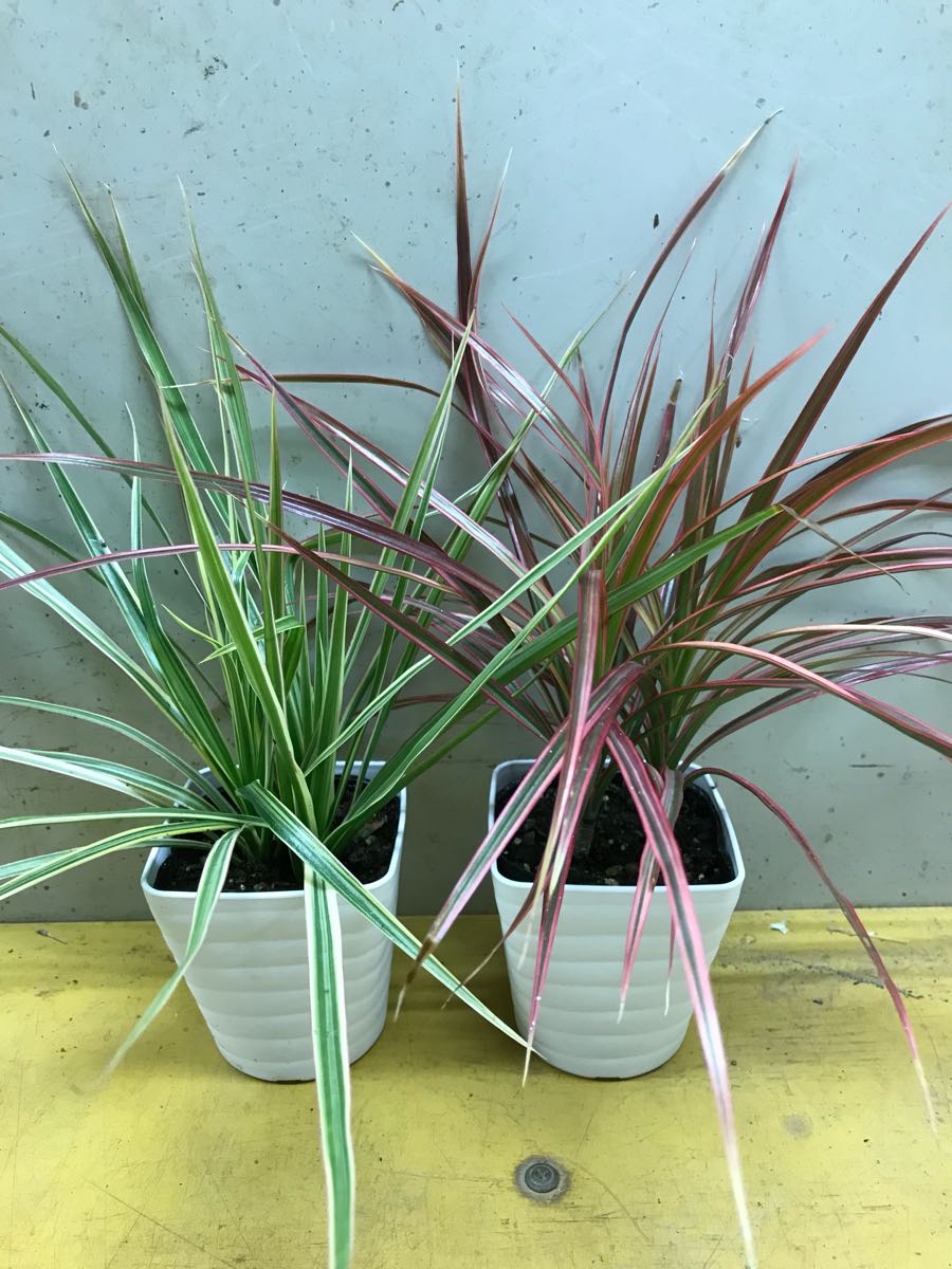  dracaena 2 pot 