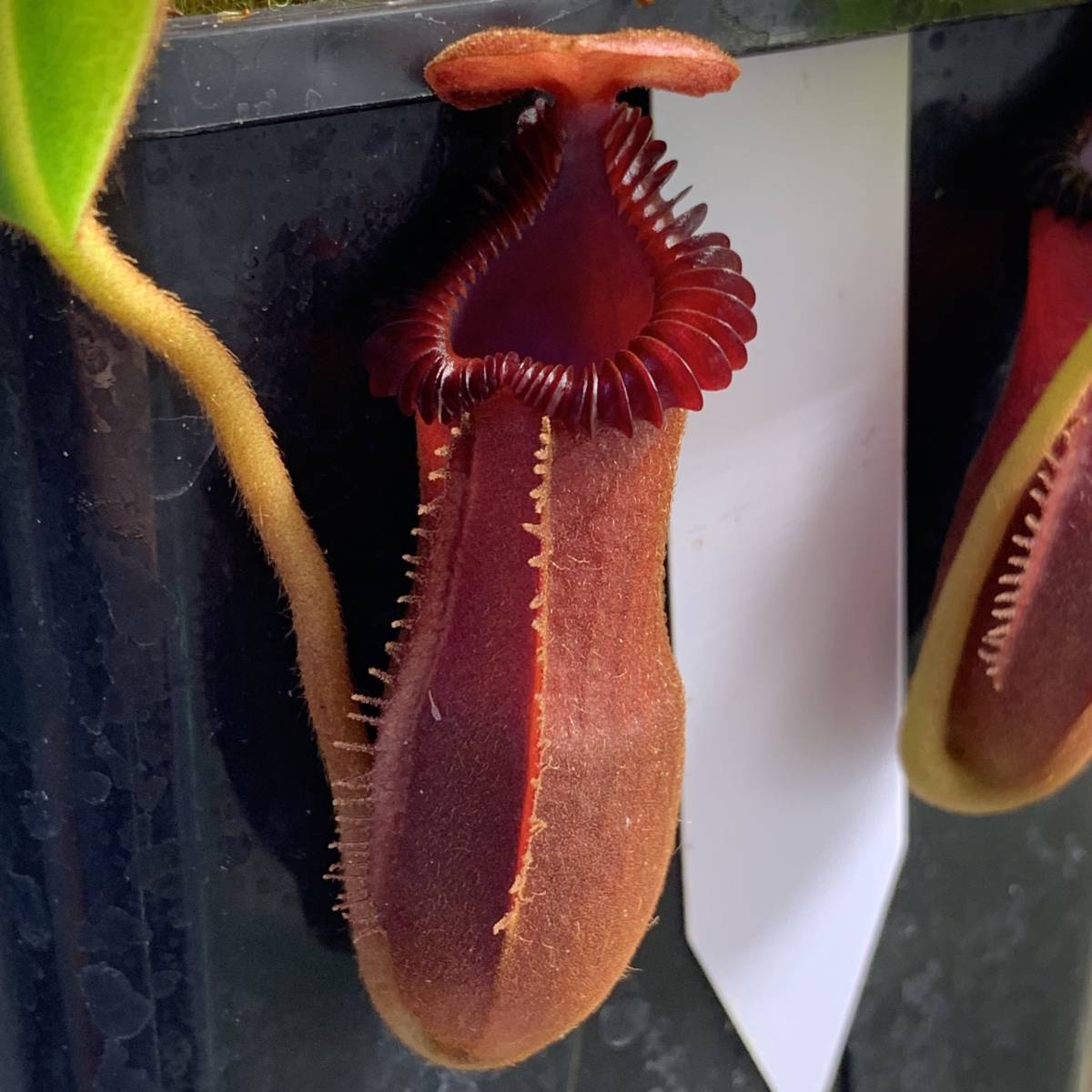 Yahoo!オークション - Nepenthes × harryana (Mt. Kinabalu) [食 Yahoo!オークション - Nepenthes × harryana (Mt. Kinabalu) [食