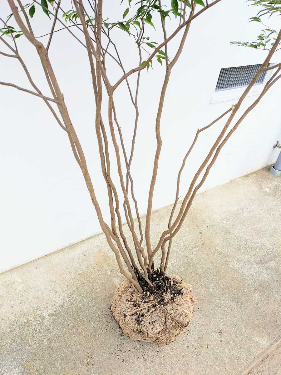 唯一無二の逸品株。山採り特大ハイノキ株。 | rodeosemillas.com
