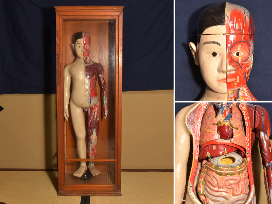  human body model anatomy figure height :60.. vessel disassembly type hole Tommy school teaching material medicine science science education Showa Retro anatomy model b7317n