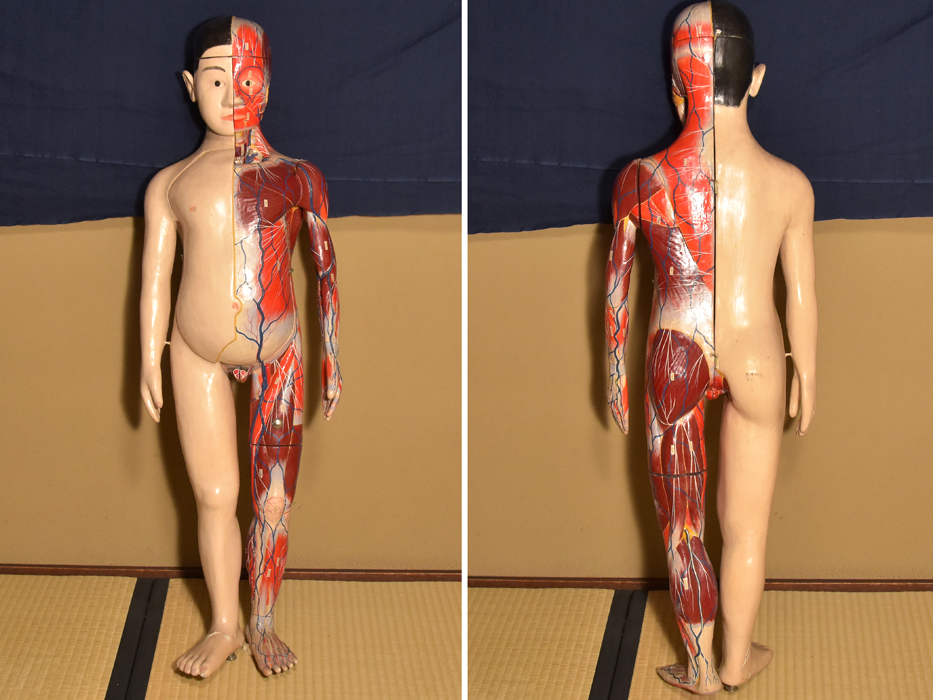  human body model anatomy figure height :60.. vessel disassembly type hole Tommy school teaching material medicine science science education Showa Retro anatomy model b7317n