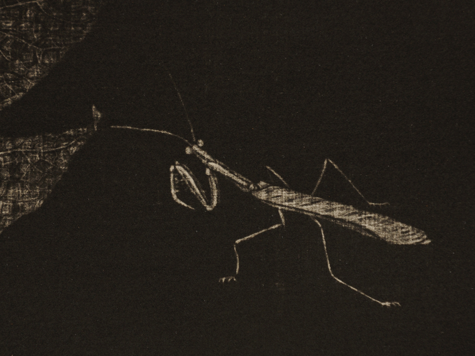 【真作】丹阿弥丹波子（たんあみにわこ) 銅版画「晩夏」1982年 鉛筆サインあり メゾチント 植物画 銅版画 絵画 書画　b7118n_画像4