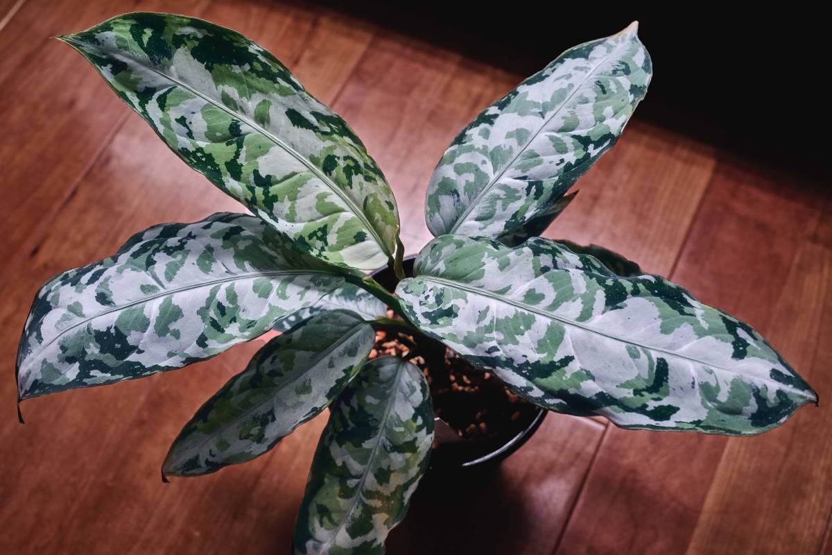 LA便 ネームド株 Aglaonema pictum tricolor “柳緑花紅” Aceh sumatera 【LA0913-1ss】_画像1