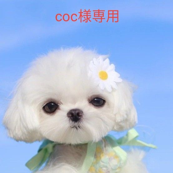 coc様専用|PayPayフリマ