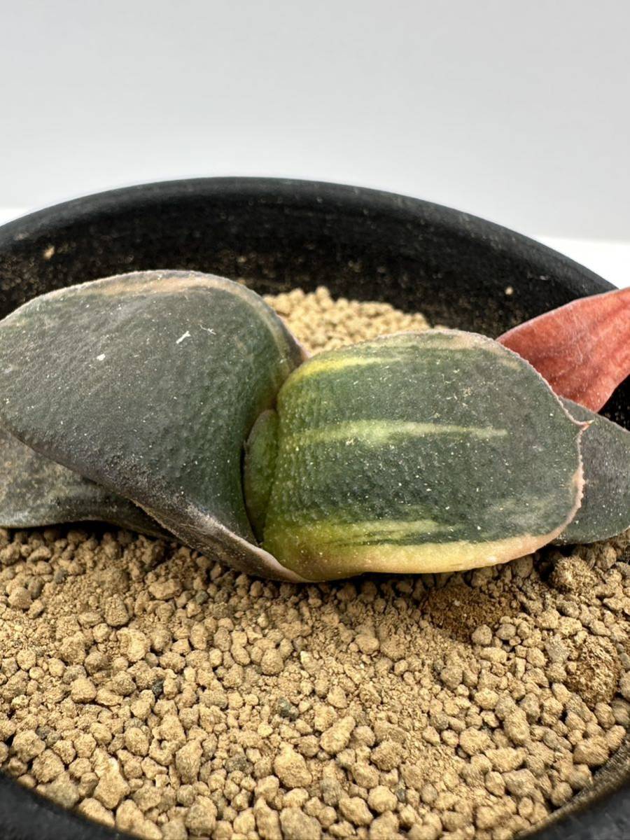 Gasteria armstrongii variegated 希少な斑入り　ガステリア 酒井臥牛錦　実生株　サボテン　多肉植物　アフリカ原産　送料込_画像2