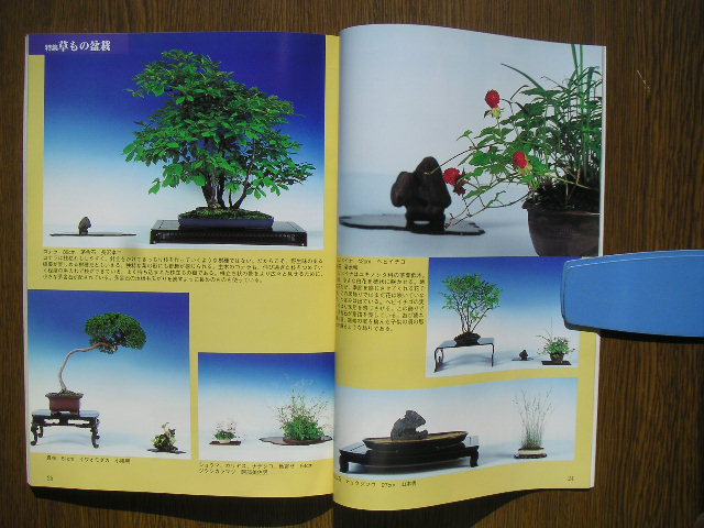 - бонсай мир 2000 год 7 месяц номер N368 новый план выпускать отдел,.[ shohin bonsai скорость конструкция *. лист сосна старый дерево. модифицировано произведение * гортензия . приятный, др. ]