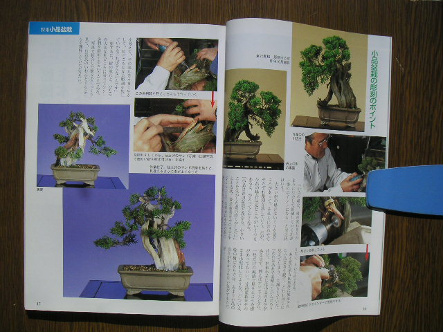 - бонсай мир 2000 год 5 месяц номер N364 новый план выпускать отдел,.[ shohin bonsai * Adachi Yumi *snagoke, сосна Тунберга,yamamomiji, др. ]