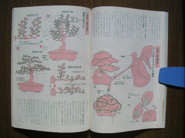 - бонсай мир 2000 год 5 месяц номер N364 новый план выпускать отдел,.[ shohin bonsai * Adachi Yumi *snagoke, сосна Тунберга,yamamomiji, др. ]