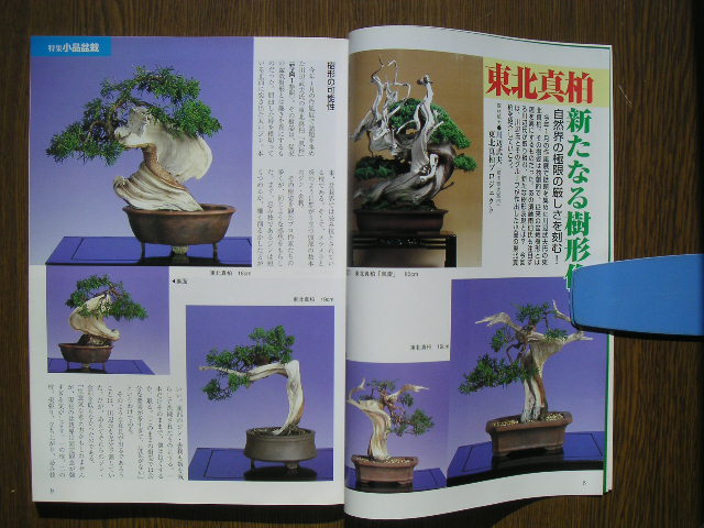 - бонсай мир 2000 год 5 месяц номер N364 новый план выпускать отдел,.[ shohin bonsai * Adachi Yumi *snagoke, сосна Тунберга,yamamomiji, др. ]