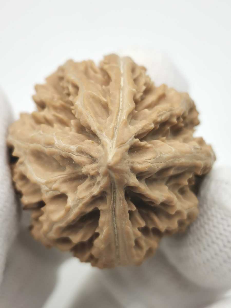 文玩核桃 京八楞秋子 30mm | www.qmsbrasil.com.br