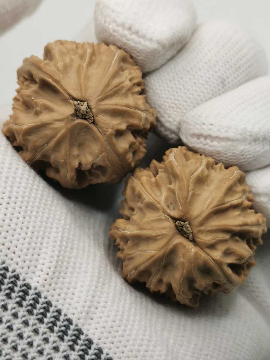 文玩核桃 京八楞秋子 30mm | felicidadefeminina.com.br