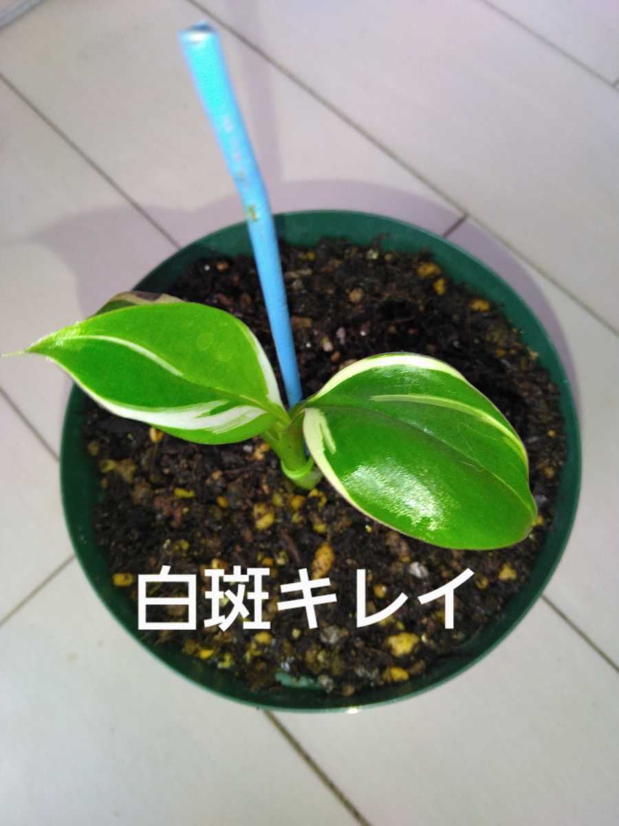 ムサ ノノ ピンク バリエガータ,白 ピンク 斑,バナナ苗,希少品種