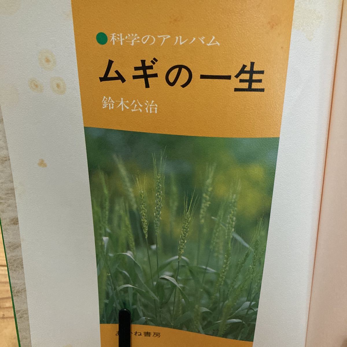 古本　経年　即決　送料無料　科学のアルバム　ムギの一生　鈴木公治　あかね書房