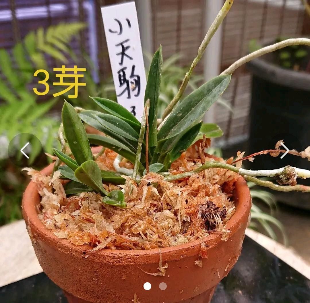 富貴蘭 (小天駒) 3芽植物一般