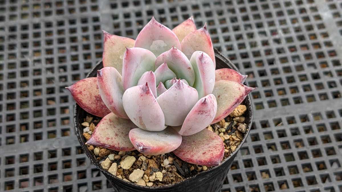 Yahoo!オークション - colorata Roof コロラータルーフ 多肉植物 Yahoo!オークション - colorata Roof コロラータルーフ 多肉植物