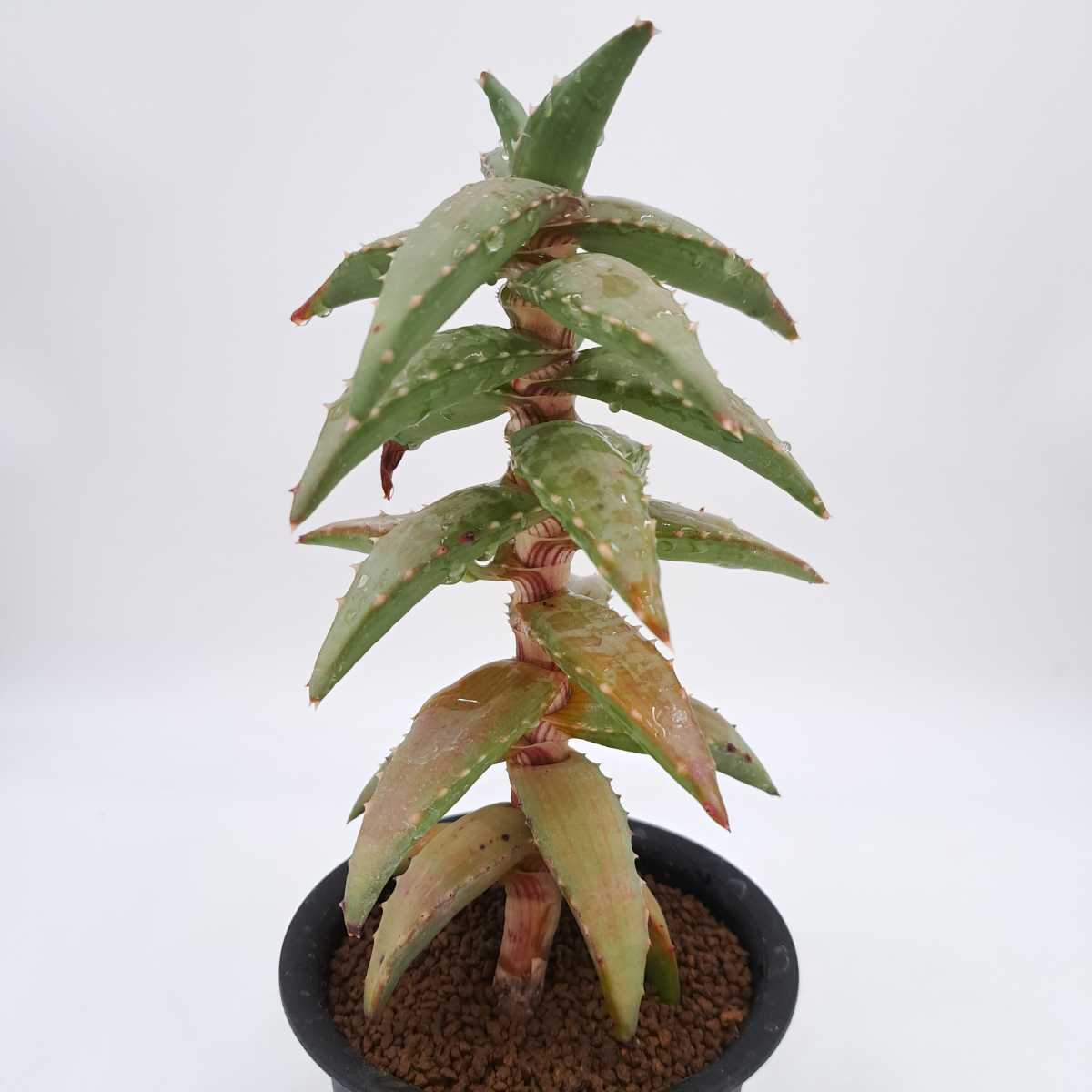 Yahoo!オークション - アロエ ペアルソニー(Aloe pearsonii) Yahoo!オークション - アロエ ペアルソニー(Aloe pearsonii)