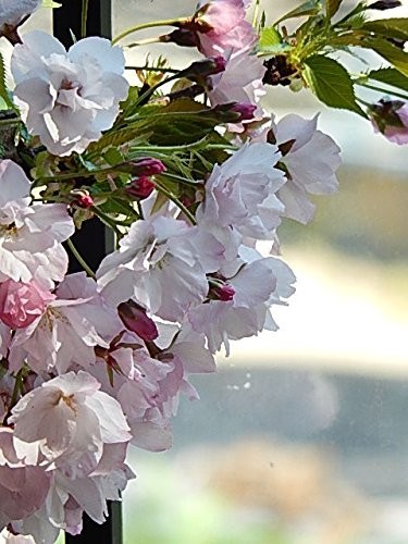  бонсай популярный Sakura бонсай . -слойный ... Sakura бонсай . дом .. цветок видеть . можно наслаждаться 